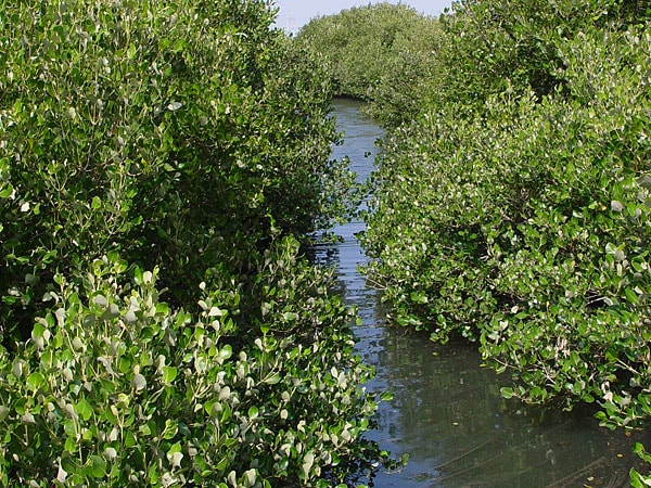 Fungsi dan Manfaat Hutan pembatas dua wilayah (Mangrove)