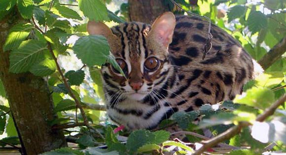Kucing Hutan (Felix Bengalensis)