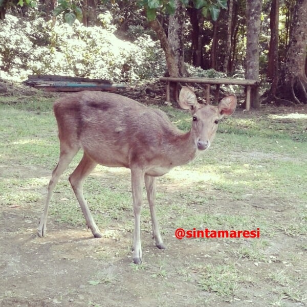 Rusa timor