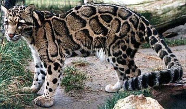 Macan Dahan