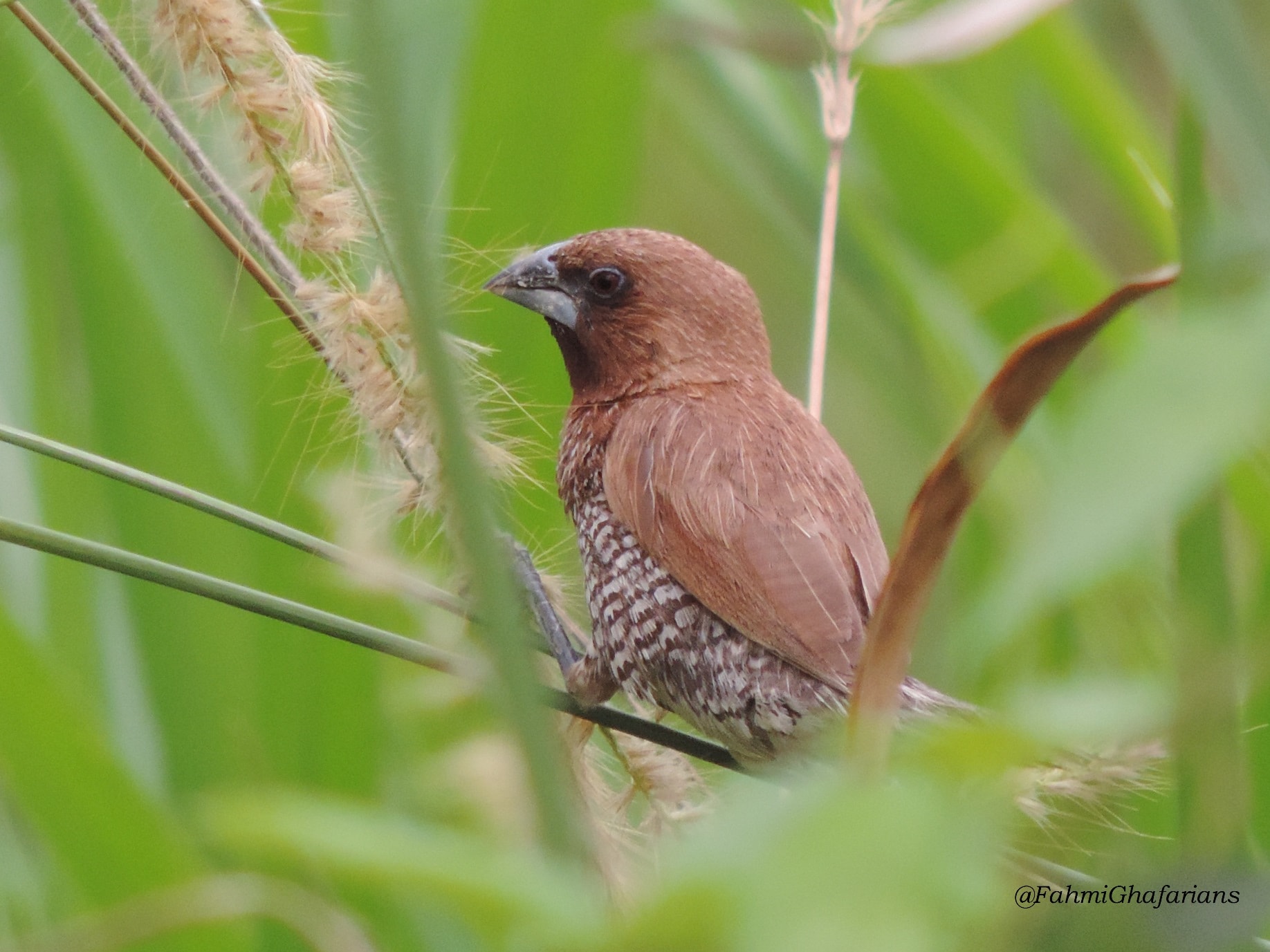Bondol peking (Lonchura punctulata)