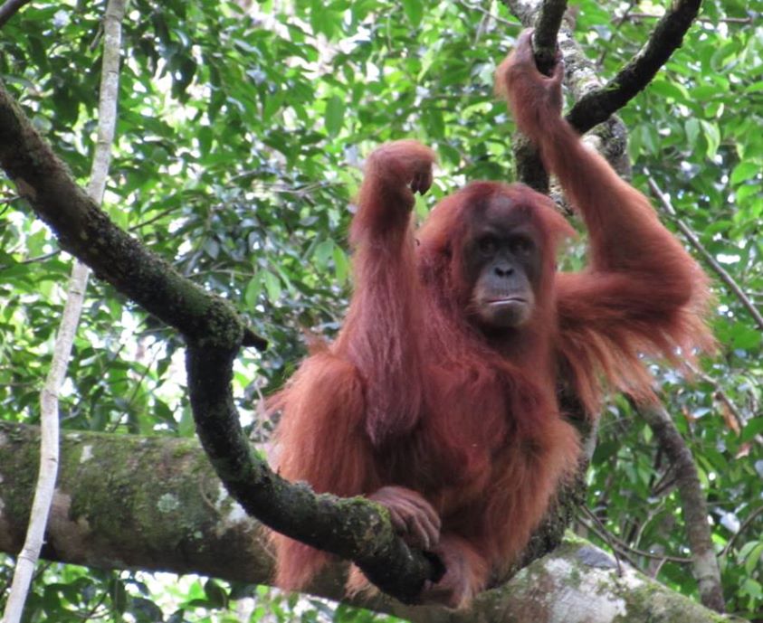 Orang utan
