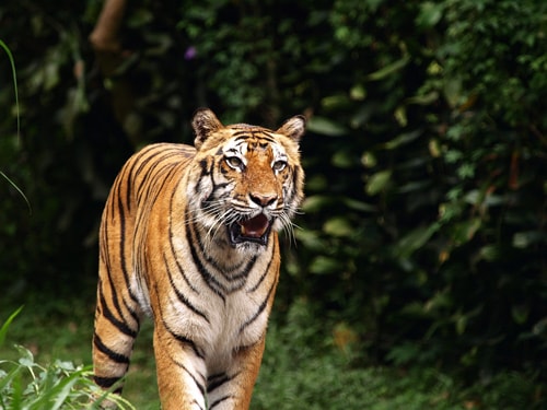 Harimau