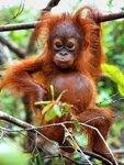 Selamatkan Orangutan Sumatera