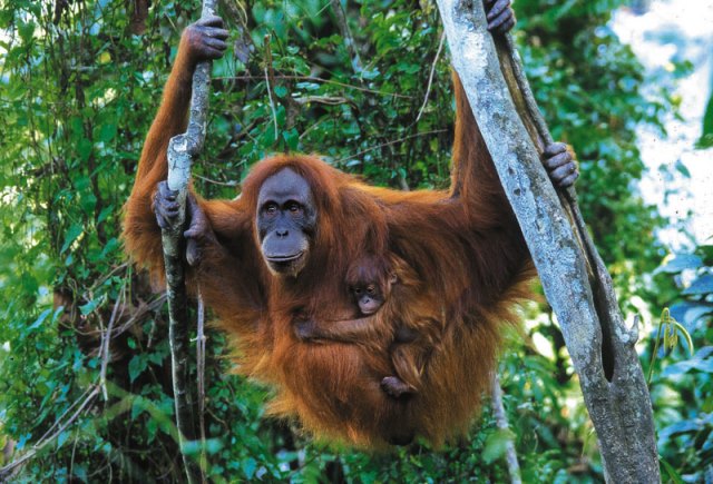 Orangutan Sumatera (Pongo abelii)