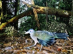 Burung Tokhtor Sumatera