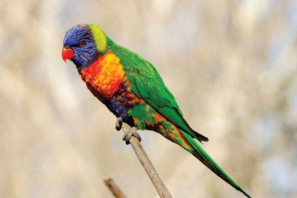 Perkici Pelangi (Trichoglossus haematodus)