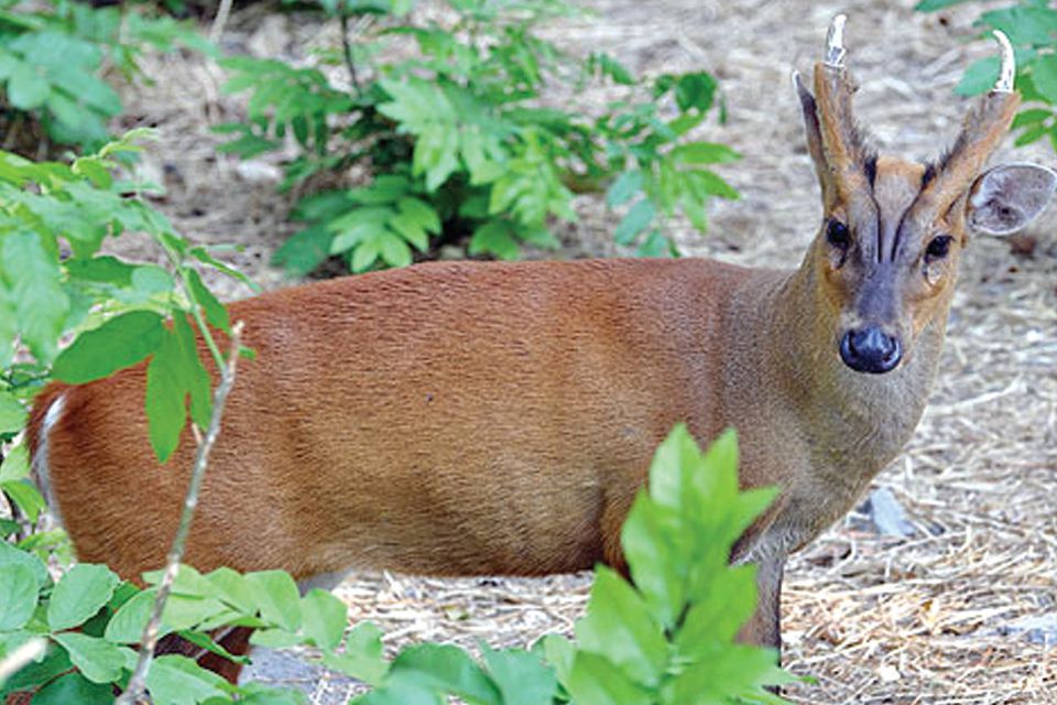 Kijang (Muntiacus muntjak)