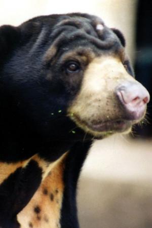 Beruang Madu (Helarctos malayanus)