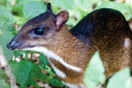 Kancil (Tragulus spp)