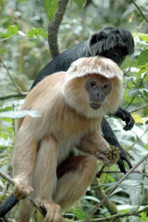 Lutung (Trachypithecus auratus)