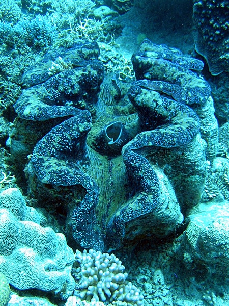 Kima Raksasa Yang Dilindungi (Tridacna gigas)