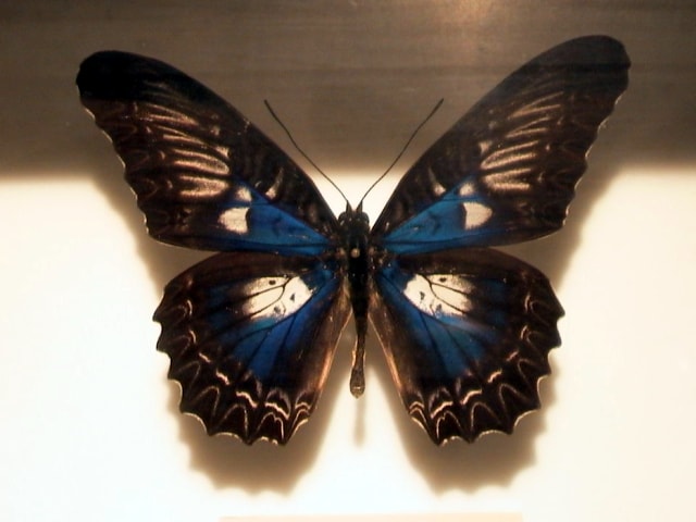 Kupu Bersayap Bidadari (Cethosia myrina)