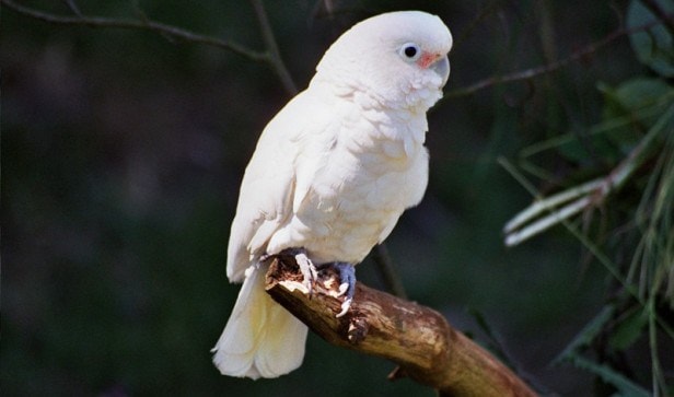 Kakaktua Goffin, Burung Endemik Indonesia yang Cerdas