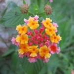 Lantana camara the invasive exotic species