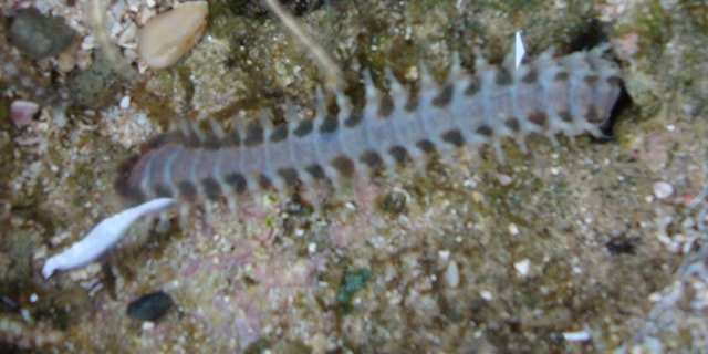 Kelabang Laut