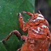 Suara Tonggeret di Kebun Raya Bogor