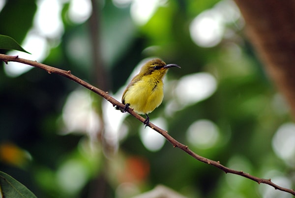 Burung Madu Sriganti