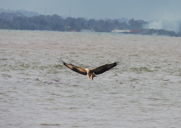 Elang laut Paruh Putih