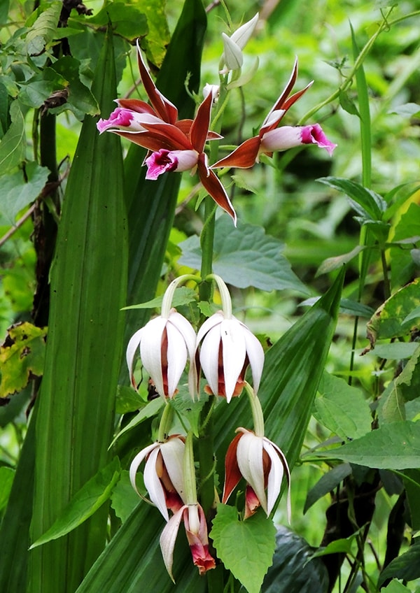 Phaius tankervillae
