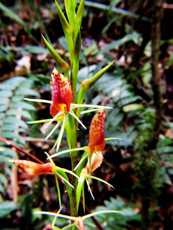 Cryptostylis javanica