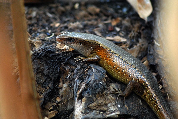 Kadal kebun (Mabuya multifasciata)