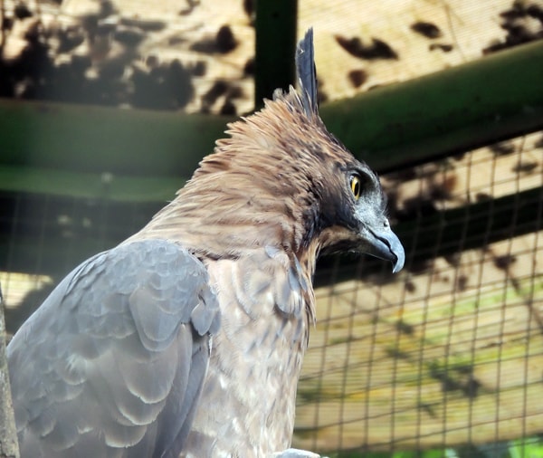 Elang Jawa / Nisaetus Bartelsi