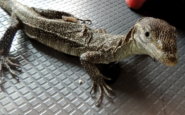 Biawak_Varanus timorensis