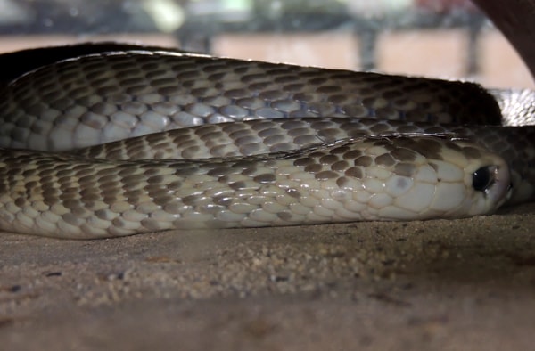 kobra leucystic