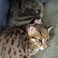 Maraknya Pemeliharaan Kucing Hutan