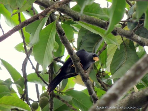 Jalak Tunggir Merah