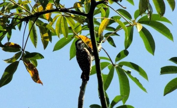 Burung Caladi Tilik penjaga Kuburan
