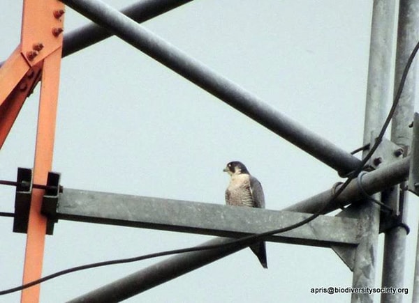 Alap-alap kawah – Falco peregrinus