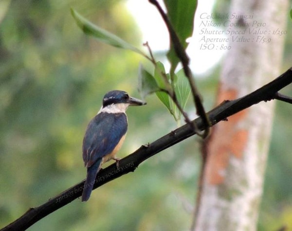Cekakak Sungai, Si Biru muda