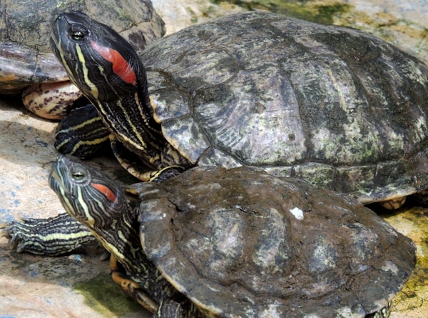 Trachemys scripta elegans