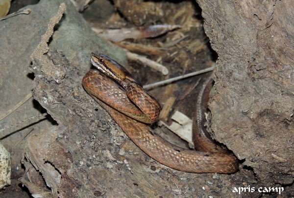 Pareas carinatus, Ular Siput, Keeled Slug Snake