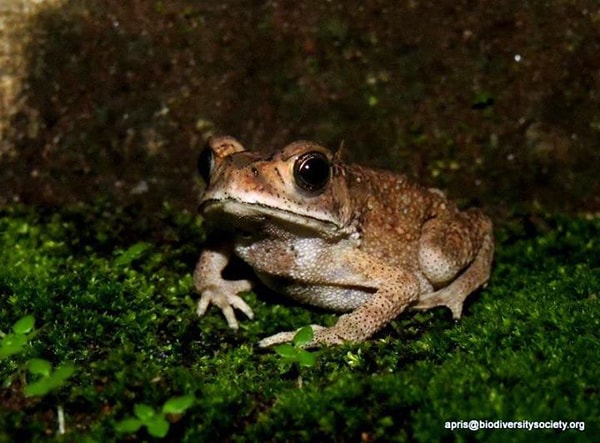 Bufo melanostictus