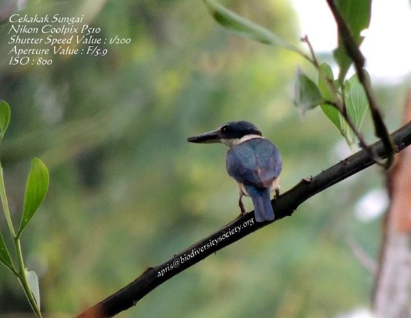 Todirhamphus chloris