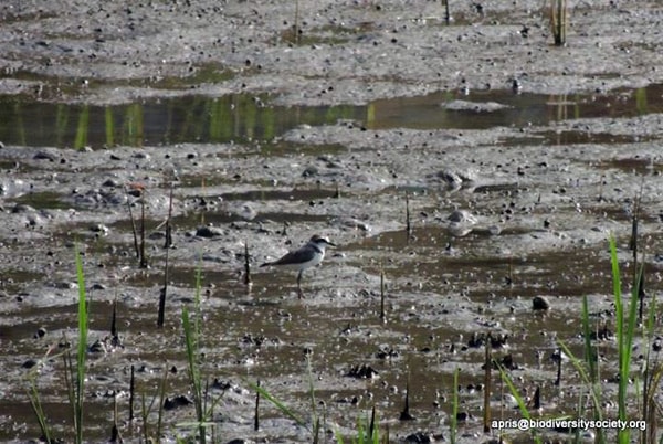 Charadrius javanicus