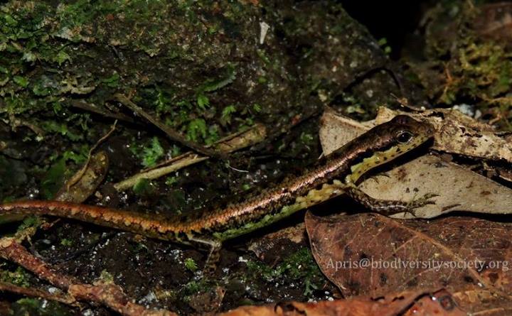 Sphenomorphus puncticentralis
