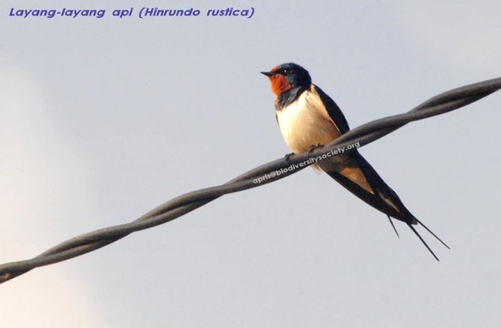 Hirundo rustica