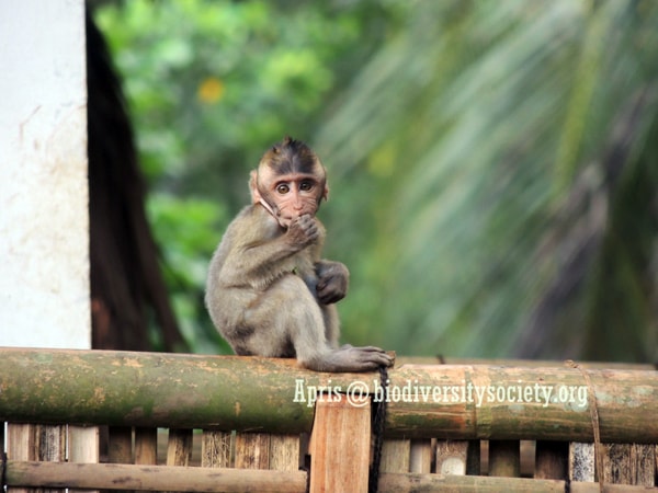 Macaca / Monyet Ekor Panjang Penghuni Masjid Agung Saka Tunggal Cikakak