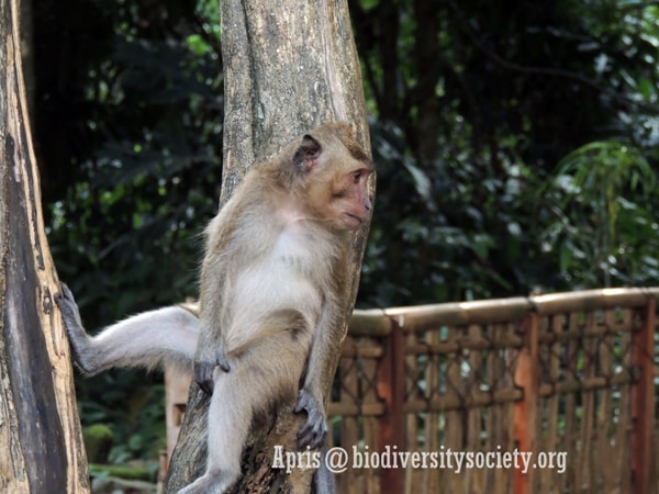 Monyet Ekor Panjang / Macaca fascicularis