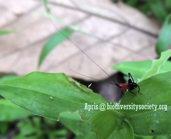 Conocephalus melanus