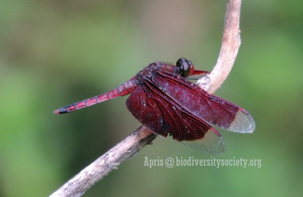 Neurothemis terminata