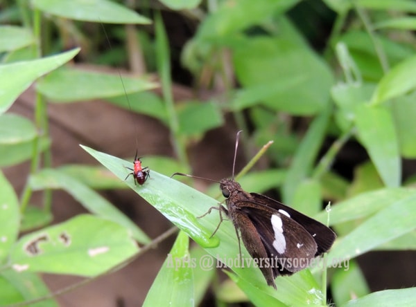 Conocephalus melanus teman bermain