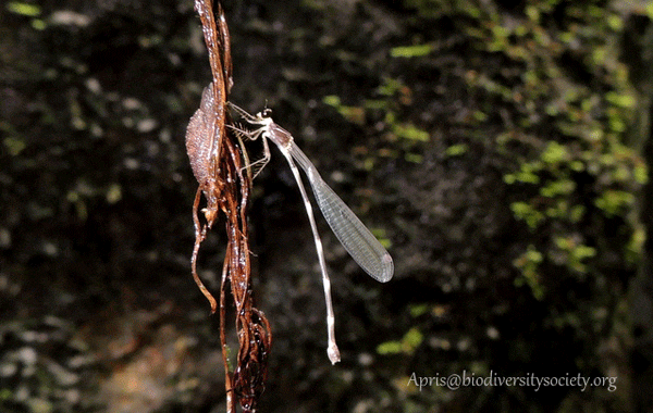 Drepanosticta spatulifera