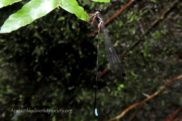 Drepanosticta spatulifera Jantan