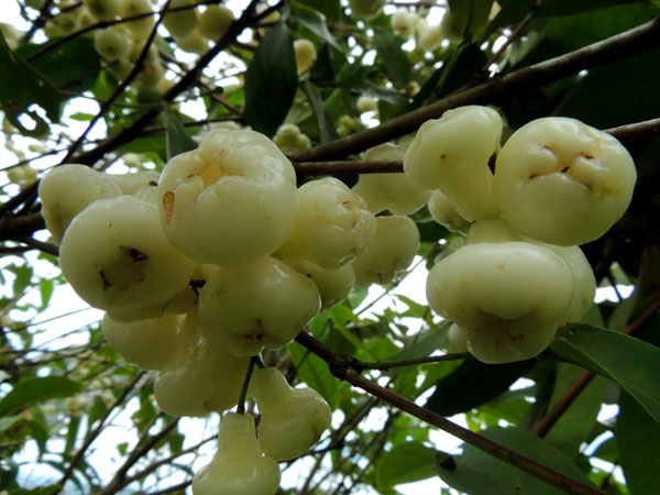 Menikmati Jambu air di tengah Sawah