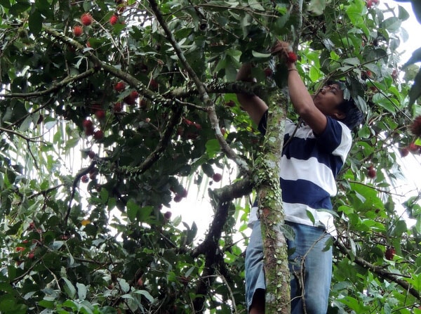 Si merah berambut manis